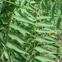 Ailanthus altissima feuille